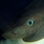Most dominant shark of the deep sea tagged at depth for the first time