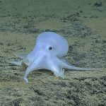 Letter to Permanent Missions to the UN on Deep Seabed Mining