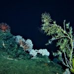 Growth Rates of Deep-Sea Coral Communities Revealed for the First Time