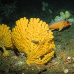 New Protections Finalized for Corals, Sponges, Underwater Canyons off U.S. West Coast