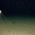 Rare ‘floating city’ deep-sea creature caught on camera by stunned scientists