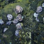 Study weighs deep-sea mining’s impact on microbes