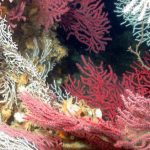 LISTEN: Mining exploration would put the biodiversity of the seabed at risk