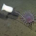 Behold the Super Long Sneeze of a Deep Sea Sponge