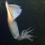 Deep Sea Squid Communicate by Glowing Like E-Readers