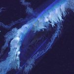 Massive, deep-sea ‘entity’ leaves ocean scientists ‘blown away’