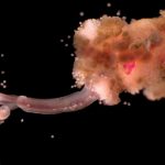 The extraordinary deep-sea lifeforms that feast on sunken carcasses
