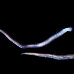 New species from the abyssal ocean hint at incredible deep sea diversity