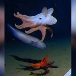 Scientists capture the world’s deepest octopus on video. And it’s adorable.