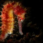 LISTEN: Underwater trailblazer – top seahorse expert talks bottom trawling in NZ