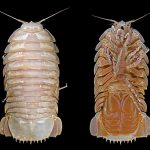 “Supergiant” new species of isopod discovered in the deep ocean