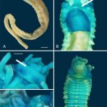 Two New Species of Deep-Sea Worms Discovered