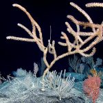 Potential for species extinction from deep-sea mining