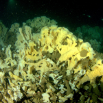 They outlived dinosaurs, but can glass sponge reefs survive man-made warming?