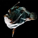 Deep-sea anglerfish fuse bodies to mate thanks to an odd immune system