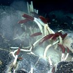 Deep-sea Mining Impacts on Diverse Ocean Ecosystems